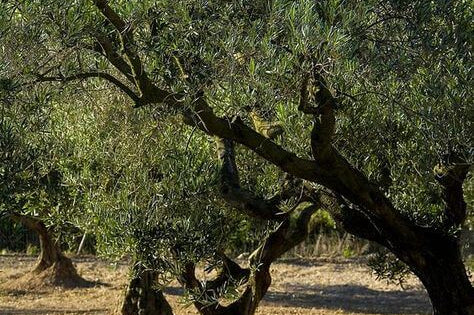 Şifa Kaynağı Zeytinyağı: Doğal Güzelliğin Sırrı